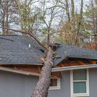 Tree fallen on a home's roof