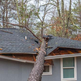 Tree fallen on a roof